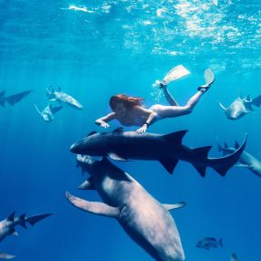 Diving with Sharks: The Essential Guide to UK Shark Dives