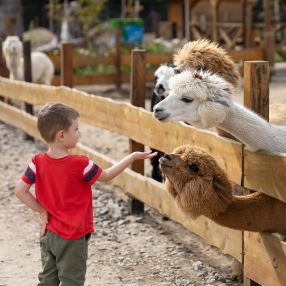 Your Ultimate Guide To Animal Experience Days In The UK
