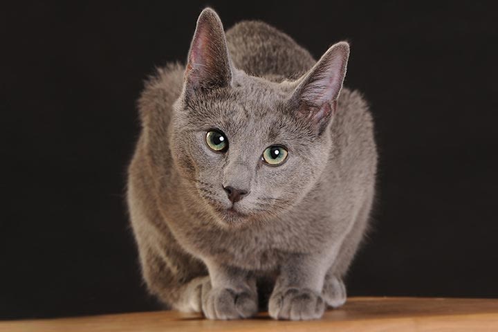 Pet Portrait
