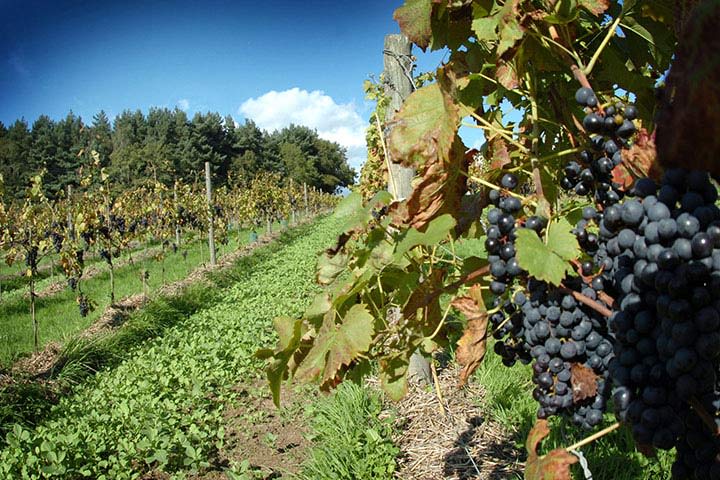 Sedlescombe Vineyard Tour for Two