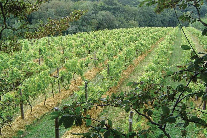 Sedlescombe Vineyard Tour for Two