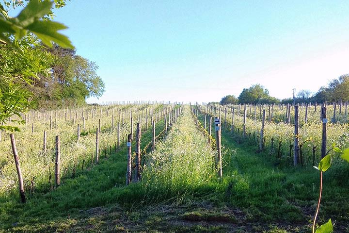 Sedlescombe Vineyard Tour for Two