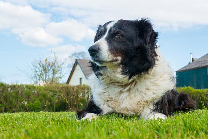 One Man & His Dog