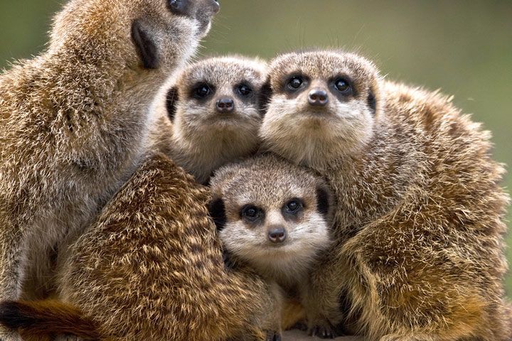 Family Entrance to Dudley Zoo