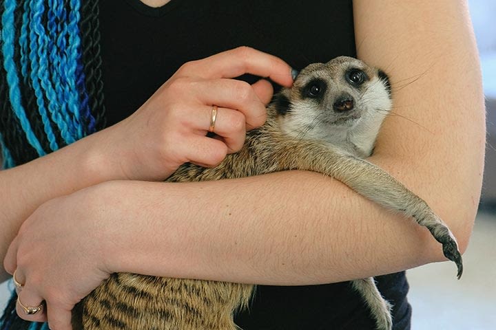 Meet the Meerkats for Two