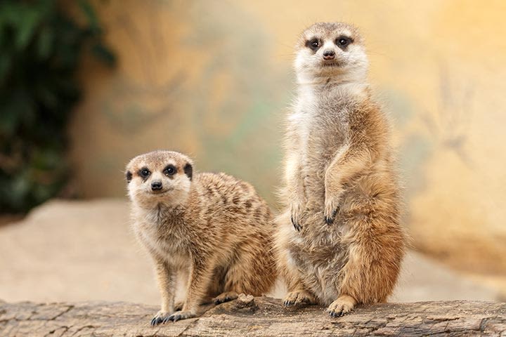 Meet the Meerkats for Two