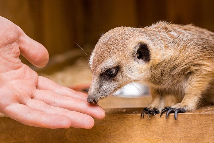 Meet the Meerkats for Two