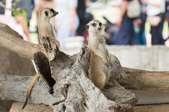 Meet the Meerkats for Two