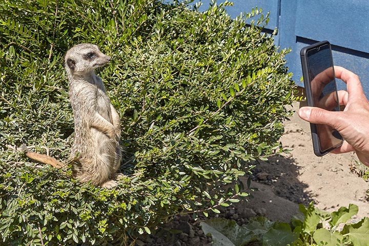 Meerkat Encounter for Two at Ark Wildlife Park