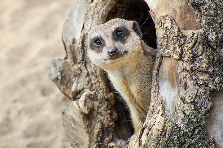 Meerkat Encounter for Two at Ark Wildlife Park