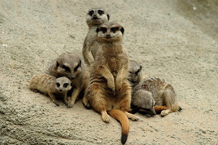 Meerkat Encounter for Two at Ark Wildlife Park