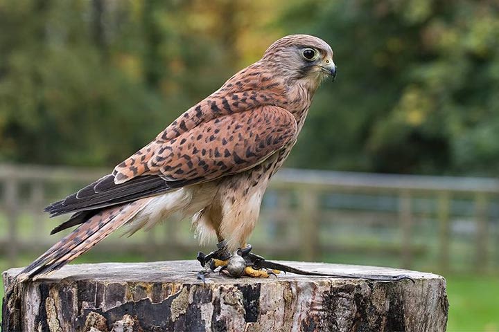 Hawksflight Falconry Birds of Prey Experience