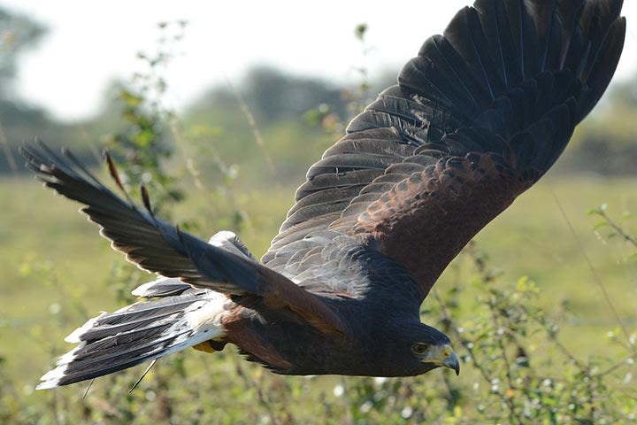 Hawksflight Falconry Birds of Prey Experience