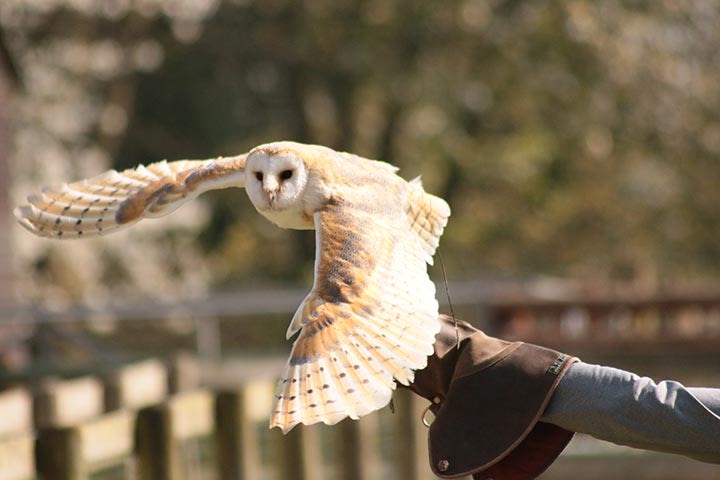 Hawksflight Falconry Birds of Prey Experience