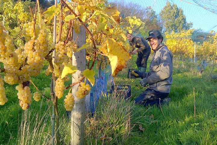 Vineyard Tour & Lunch