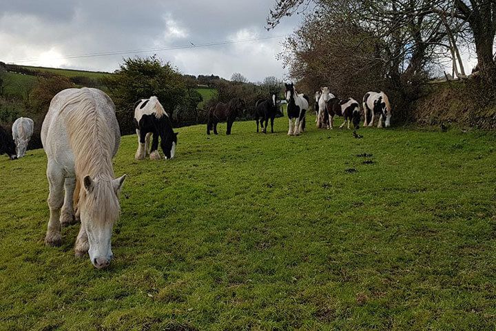 Exmoor Two Night Escape for Two