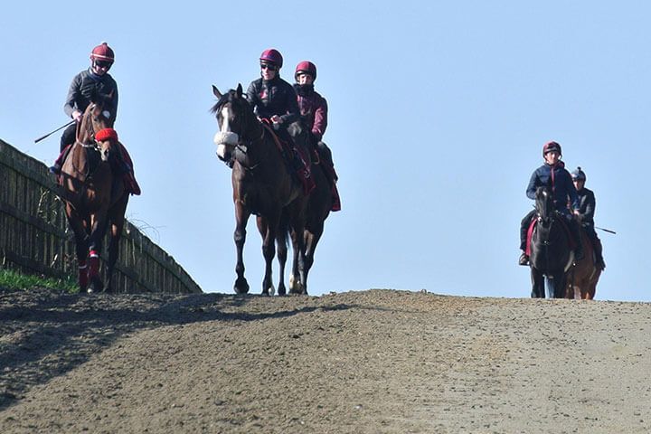 Harraton Court Stables Tour for Two with Darryll Holland