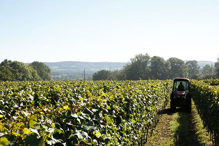 Deluxe English Vineyard Discovery