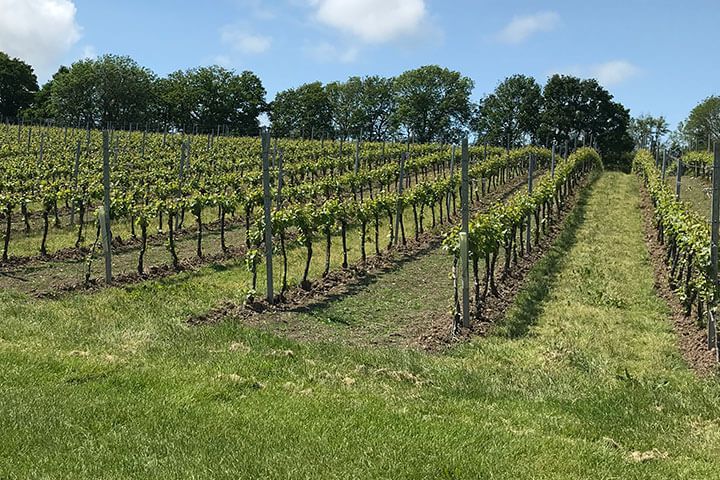 Meet the Winemaker Tour at Court Garden Vineyard