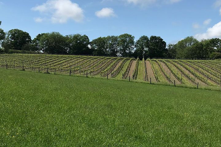 Meet the Winemaker Tour at Court Garden Vineyard