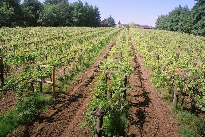 Winery and Brewery Tour with Tasting for Two