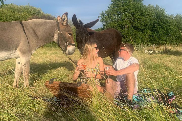 Donkey Picnic for Two at Dashing Donkeys 