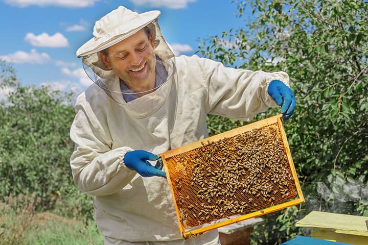 Full Day Beekeeping Experience at More Bees Please