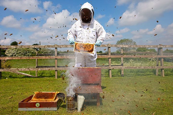 Half Day Beekeeping Experience For Two at More Bees Please 