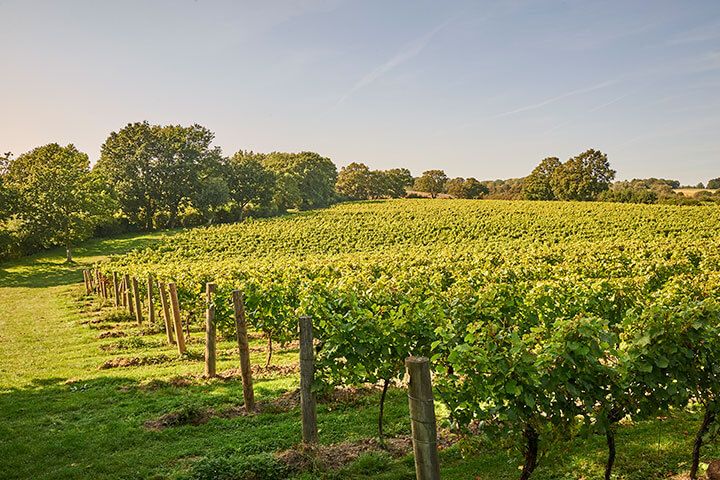 Cheese and Wine Tasting for Two with Chapel Down Vineyard