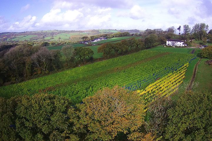 Tour and Tasting for Two at The Velfrey Vineyard