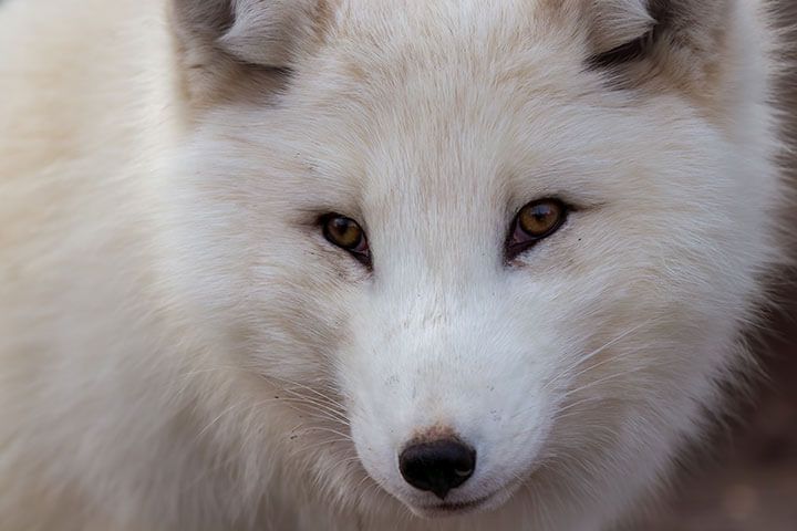 Fox Encounter for Two at Ark Wildlife Park