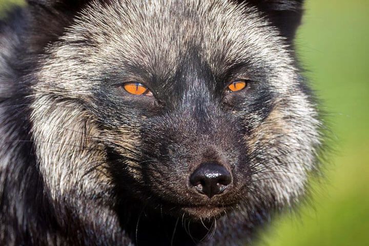 Fox Encounter for Two at Ark Wildlife Park