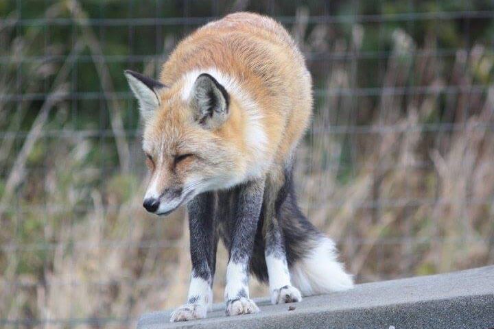 Fox Encounter for Two at Ark Wildlife Park