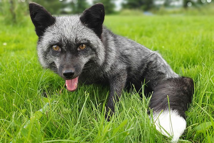 Fox Encounter for Two at Ark Wildlife Park
