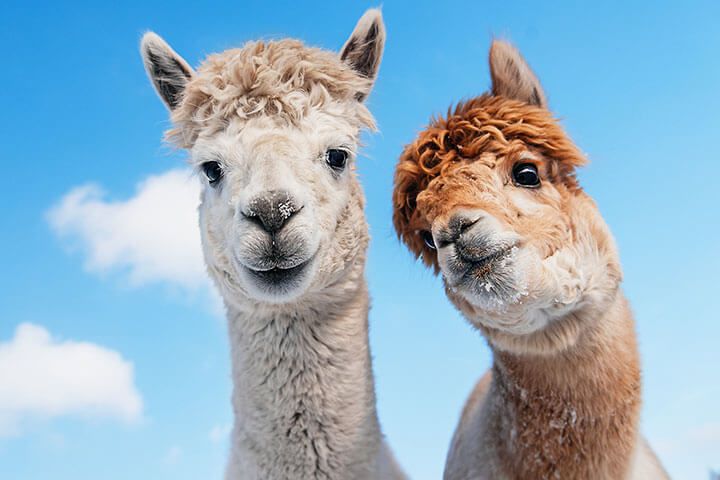 Alpaca Walk for a Family of Four 