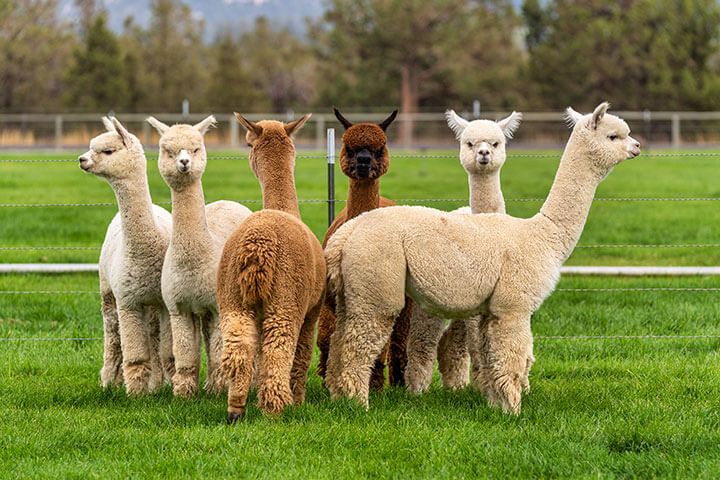 Alpaca Walk for a Family of Four 