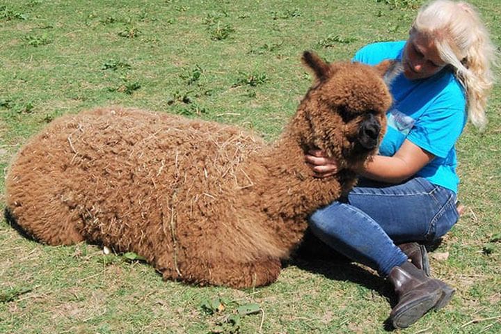 Alpaca Walk for a Family of Four 