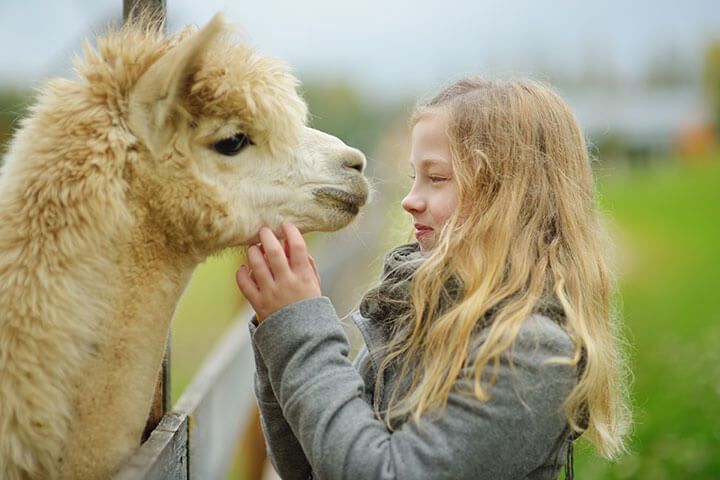 Alpaca Walk for a Family of Four 