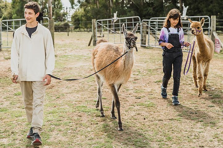 Alpaca Walk for a Family of Four 