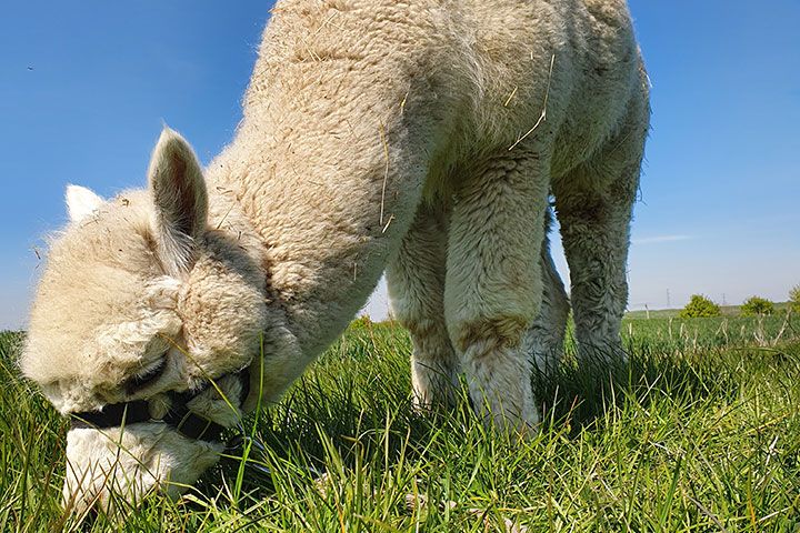Alpaca Trekking Experience for Two at Eagle Heights Wildlife Foundation