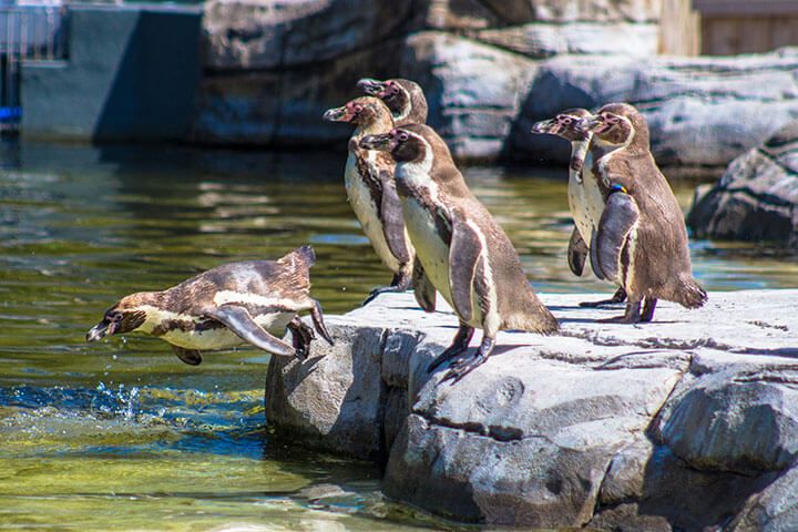 Entrance to Chester Zoo for Two with Overnight Stay