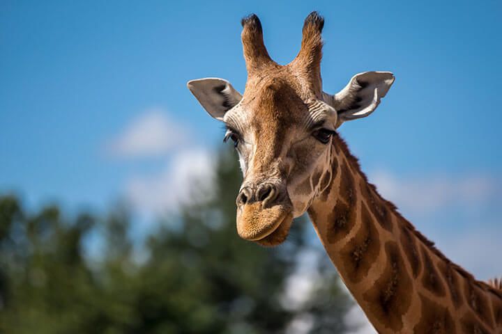 Entrance to Chester Zoo for Two with Overnight Stay