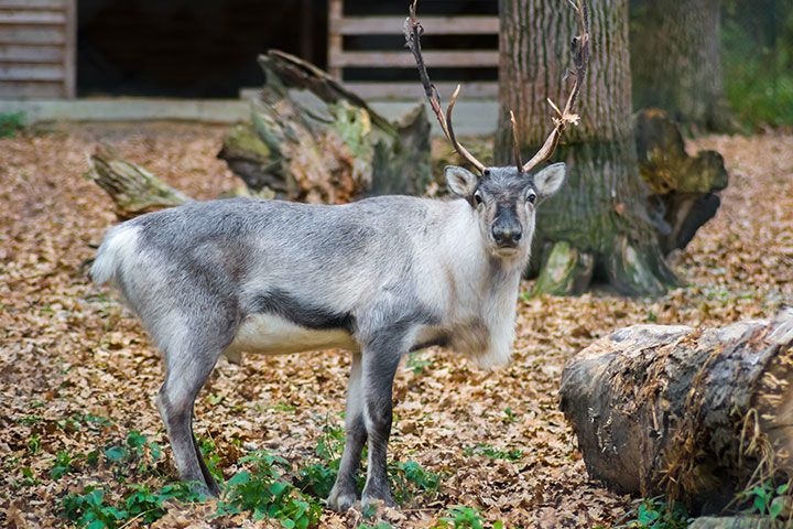 Overnight Stay and Reindeer Experience for Two at Somerset Reindeer Ranch