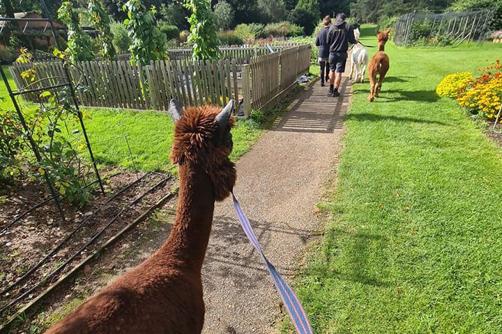 Family Meet & Greet with the Alpacas 