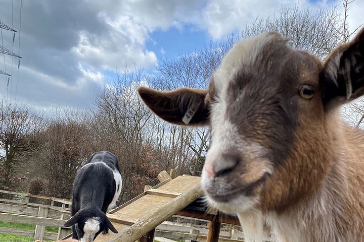 Family Goat Walk