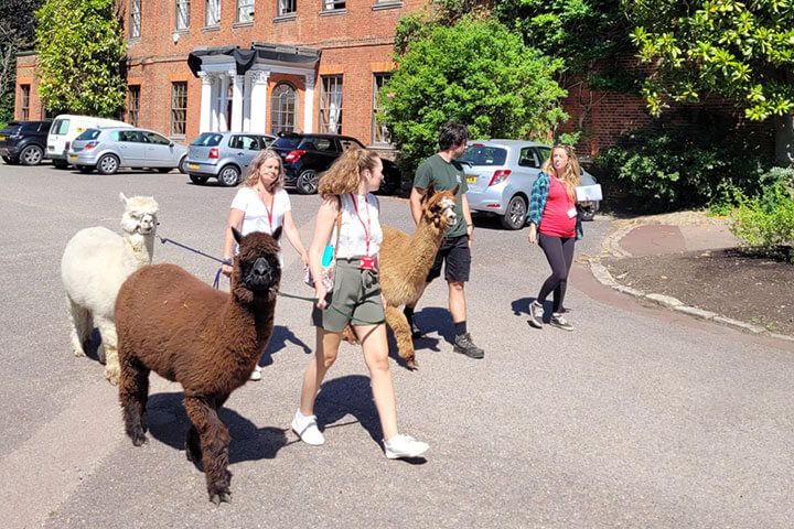 Family Meet & Greet with the Alpacas 