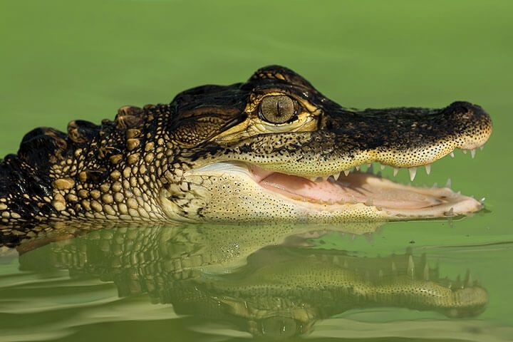 Swimming with the Crocodiles for a Family of Four