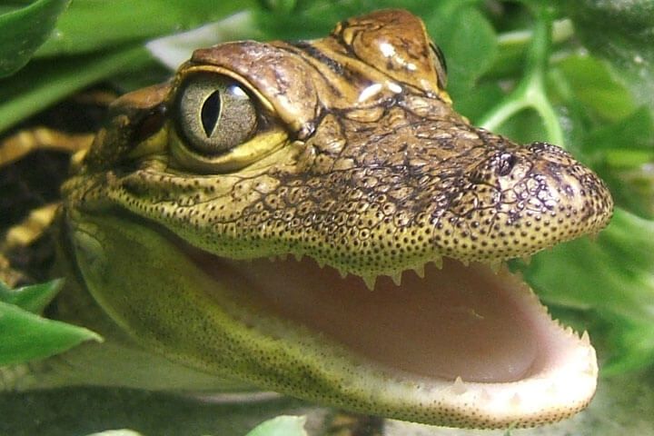 Swimming with the Crocodiles for Two & Lunch