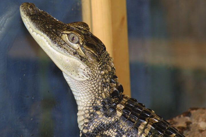 Swimming with the Crocodiles for Two & Lunch