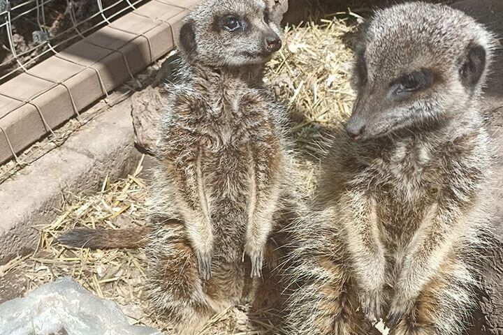 Meerkat Experience for Two